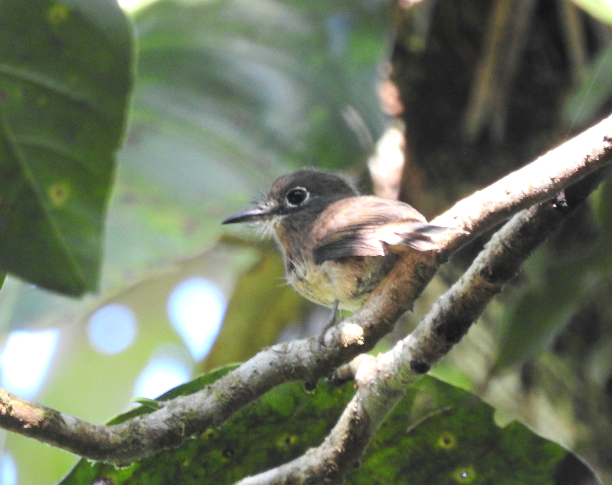 Rusty-breasted Nunlet (Nonnula rubecula), photo 1