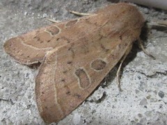 Orthosia paromoea