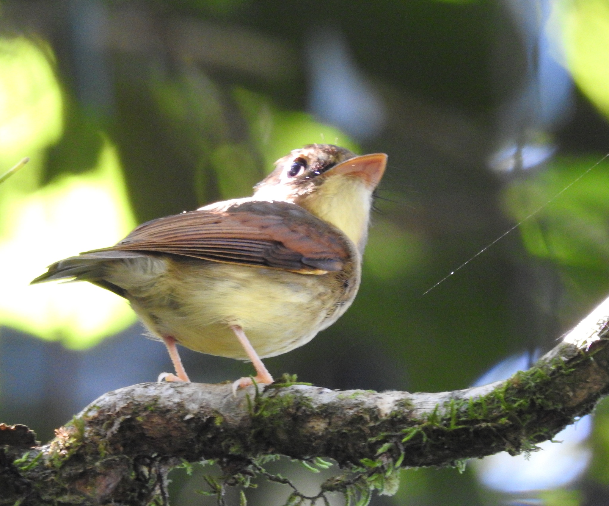 Russet-winged Spadebill (Platyrinchus leucoryphus), photo 1