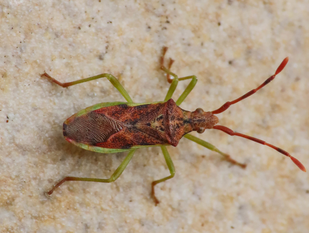 Juniper bug