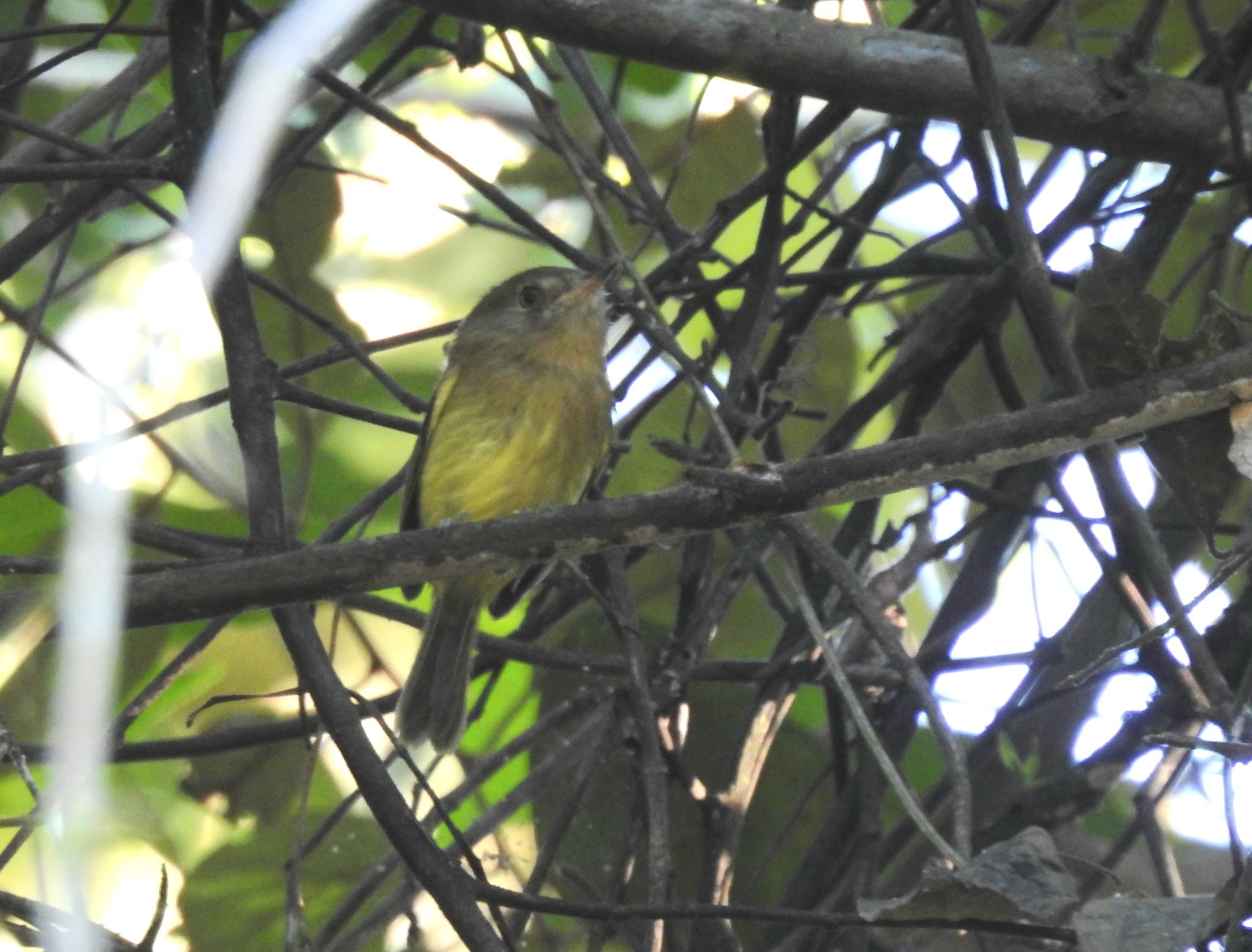 Kaempfer's Tody-Tyrant (Hemitriccus kaempferi), photo 2