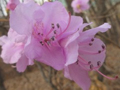 Rhododendron mucronulatum