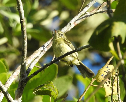 Restinga Tyrannulet (Phylloscartes kronei)