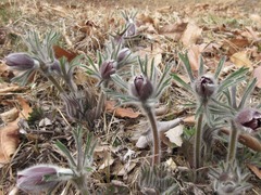 Pulsatilla cernua