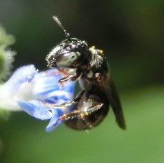 Ceratina guarnacciana