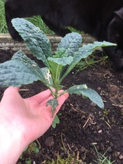 Brassica oleracea