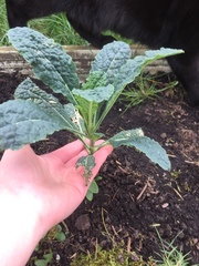 Brassica oleracea
