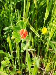 Lotus tetragonolobus