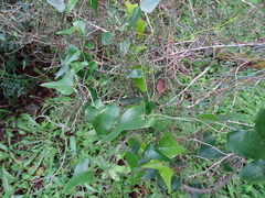 Smilax aspera