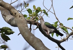 Ducula aenea paulina