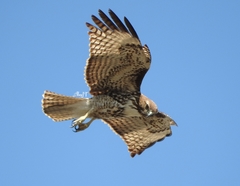 Buteo jamaicensis