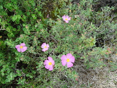 Cistus parviflorus