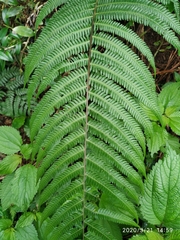 Pseudocyclosorus esquirolii