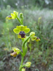 Ophrys lutea galilaea