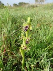 Ophrys kotschyi