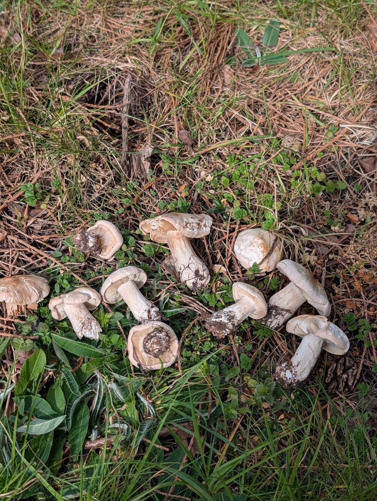 Calocybe gambosa · April 2026 · photo: © pilmar (iNaturalist, cc0)