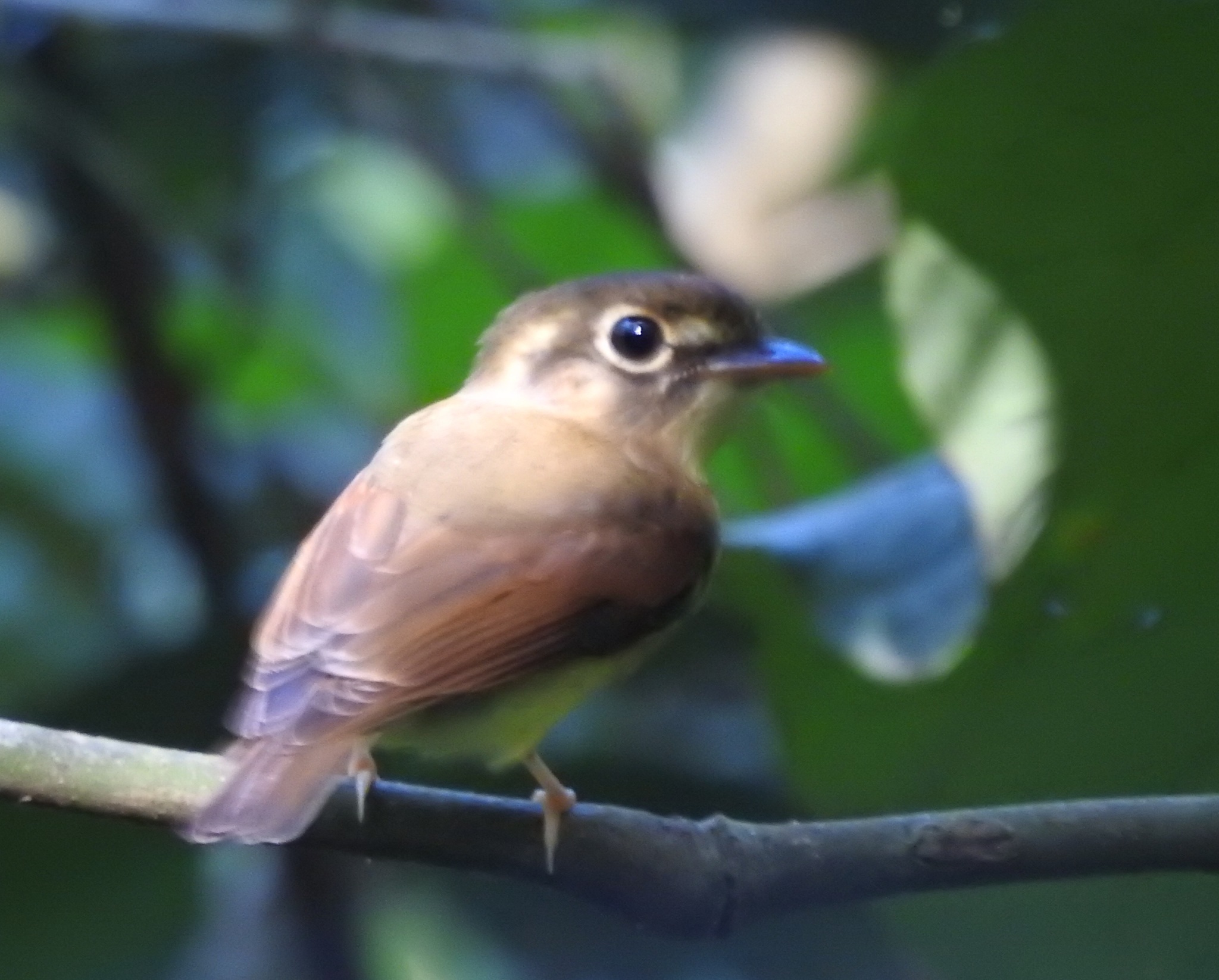 Russet-winged Spadebill (Platyrinchus leucoryphus), photo 2