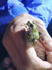 Kurixalus berylliniris