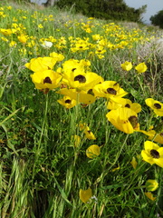 Ranunculus asiaticus