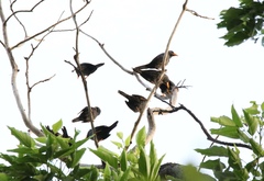 Scissirostrum dubium