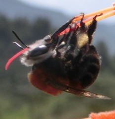 Mystacanthophora
