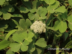 Peucedanum japonicum