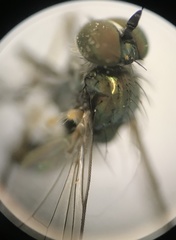 Rhaphium micans