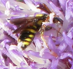 Nomada krugii