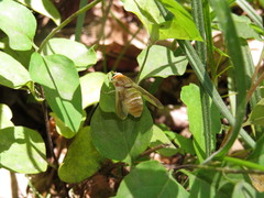 Goniops chrysocoma