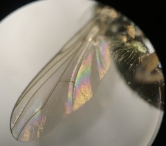 Rhaphium micans