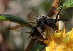 Brachymelecta haitensis