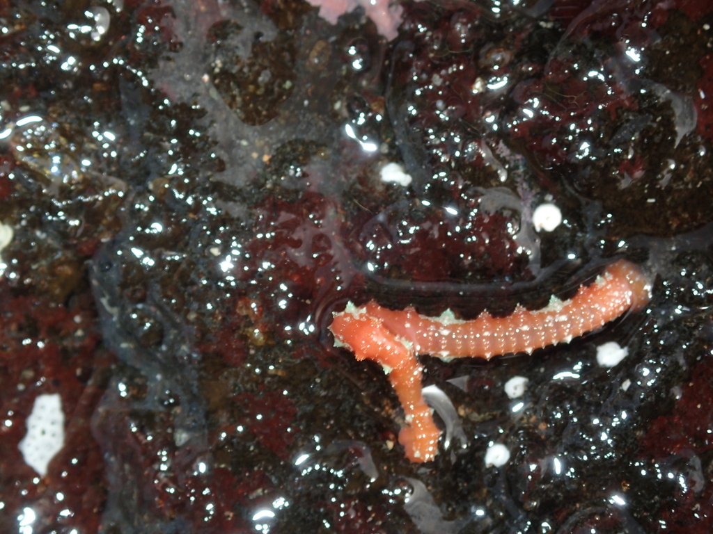 Pontobdella macrothela