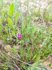 Vicia peregrina