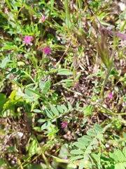 Vicia peregrina
