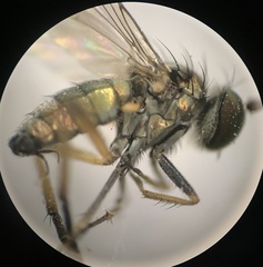 Rhaphium micans