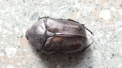 Protaetia morio