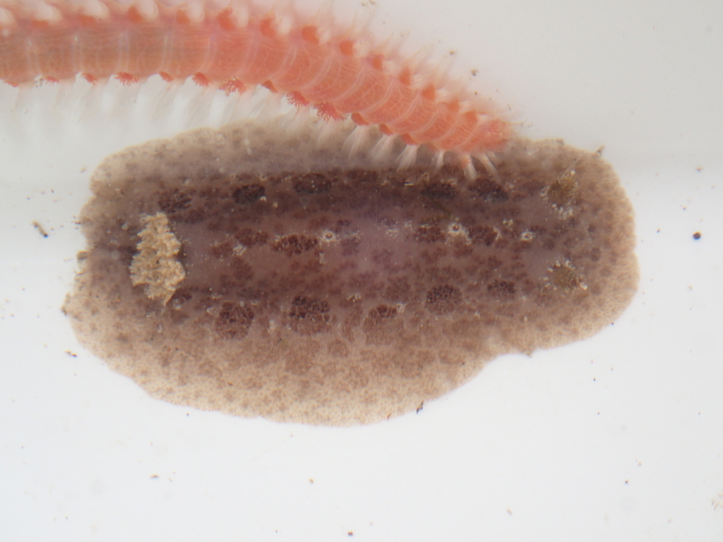 Spotted Foot Nudibranch