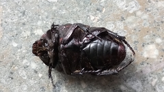 Protaetia morio