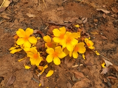 Cochlospermum