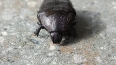 Protaetia morio