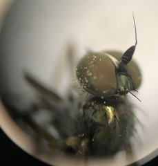 Rhaphium micans