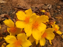 Cochlospermum