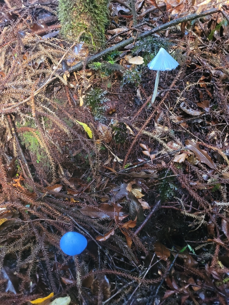 Entoloma hochstetteri · April 2026 · photo: © bylsand (iNaturalist, cc-by)