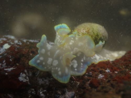 Micromelo undatus