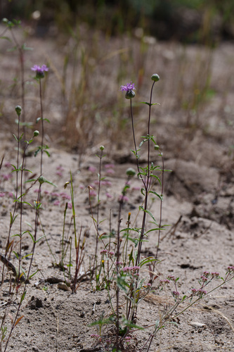 Foto de Monardella sinuata