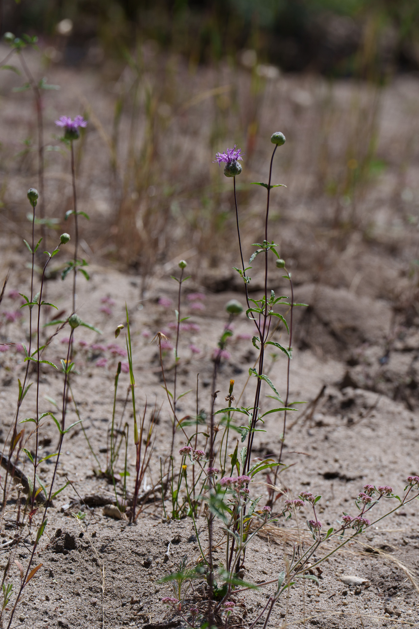 Imagem de Monardella sinuata