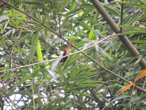 Rufous-breasted Hermit (Glaucis hirsutus), photo 4