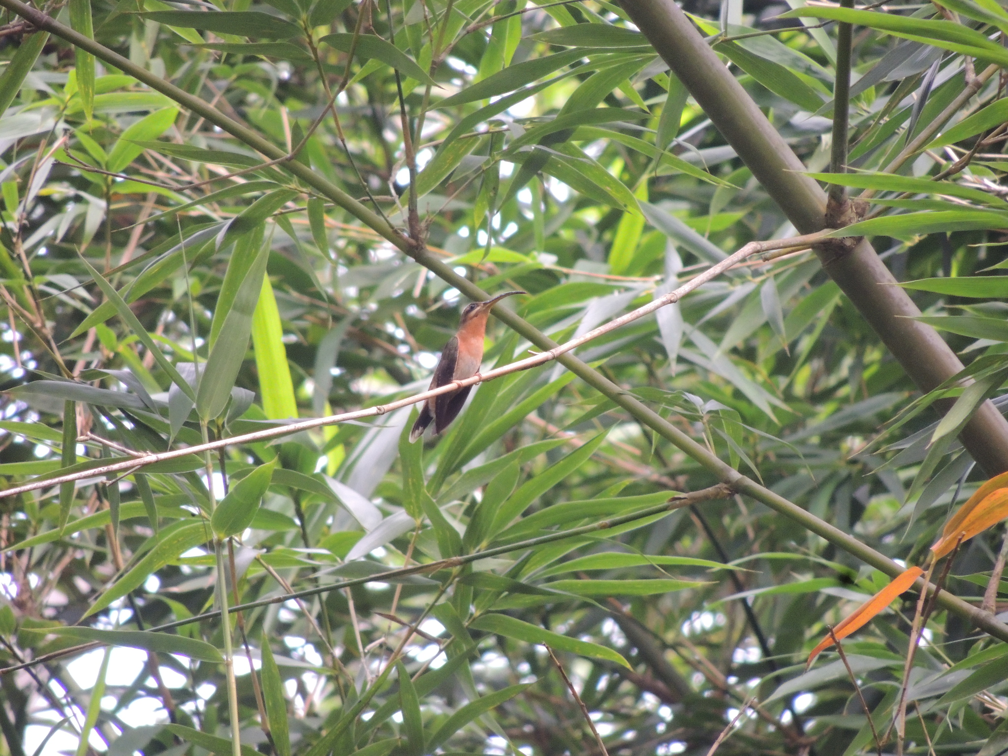 Rufous-breasted Hermit (Glaucis hirsutus), photo 5