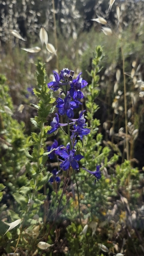 iNaturalist observation photo of larkspurs