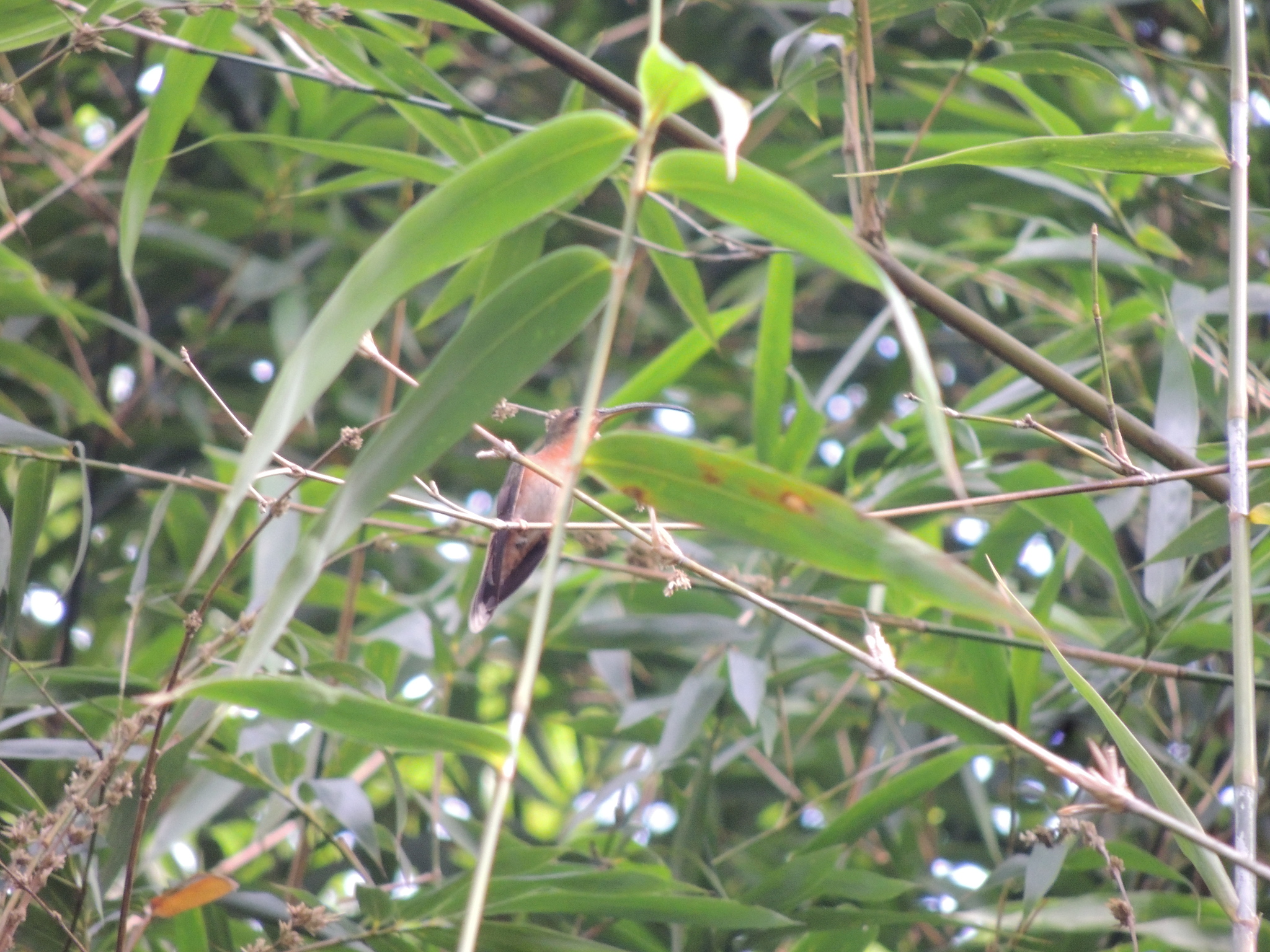 Rufous-breasted Hermit (Glaucis hirsutus), photo 6